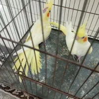 عروس هلندی نرو ماده به شرط سالمی|پرنده|قم, تعویض پلاک|دیوار