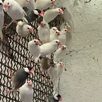 فنج نرگسی