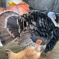 بوقلمون وخروس