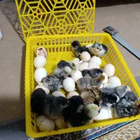 دستگاه جوجه کشی|لوازم جانبی حیوانات|همدان, |دیوار