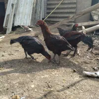 فروش مرغ و خروس لاری اصیل نژاد قصاب