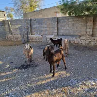 فروش ۶عدد بز اصیل شیری سه قلوزا|حیوانات مزرعه|فیروزآباد, |دیوار