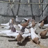 کبوتر|پرنده|جغتای, |دیوار