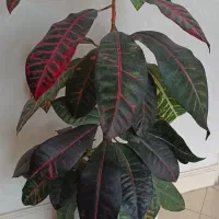 فروش گل و استند ۱۸ عدد گل با گلدان|گل و گیاه طبیعی|اسلامشهر, شهرک سعیدیه|دیوار