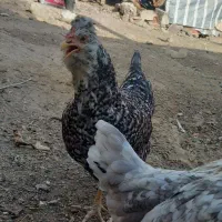 تعدادی مرغ وخروس گلین طوسی کاکلی پنگوئنی|حیوانات مزرعه|چهارباغ, |دیوار