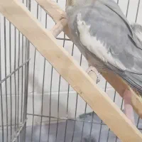 عروس هلندی ماده