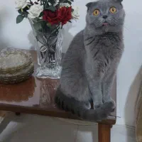 اسکاتیش ماده