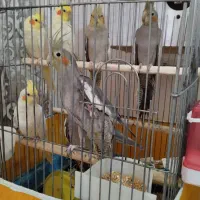 عروس هلندی ، سخنگو|پرنده|اسلام‌شهر, شهرک قائمیه|دیوار