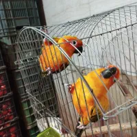 طوطی خورشیدی|پرنده|سمنان, |دیوار