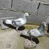 کبوترپلنگ|پرنده|گنبد کاووس, |دیوار