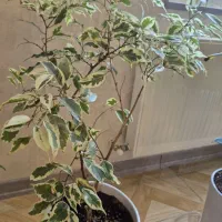 گل های طبیعی سالم با گلدان|گل و گیاه طبیعی|محمدشهر, همایون ویلا|دیوار