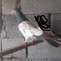 کفتر پرشی پاکستانی|پرنده|بندرعباس, |دیوار