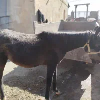 کر اسب|اسب و تجهیزات اسبسواری|شیروان (لرستان), |دیوار