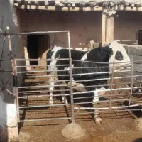 گوساله نر|حیوانات مزرعه|اسفراین, |دیوار