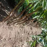 نهال های میوه و خشکبار پربارده و زودبارده|خدمات باغبانی و درختکاری|هشترود, |دیوار