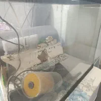 اکواریوم با تمام تجهیزات|ماهی|بندرعباس, |دیوار