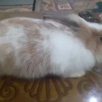 خرگوش|موش و خرگوش|ساوه, |دیوار