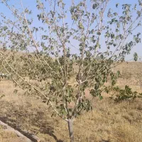 باغ دستجرد روستای سفیدآله قیمت مفت زدم|فروش خانه و ویلا|قم, آزادگان|دیوار