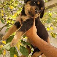 روتوایلر|سگ|تهران, تهرانپارس غربی|دیوار