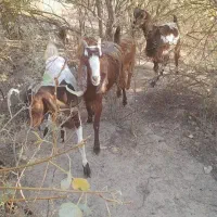 بز ابستن.            بره