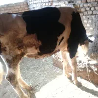 تلیسه آبستن|حیوانات مزرعه|گرگان, |دیوار