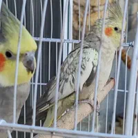 جفت عروس هلندی بالغ جوجه گرفتم معاوضه با قناری