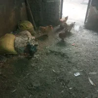 مرغ برهماوغوغاز|حیوانات مزرعه|بروجرد, |دیوار