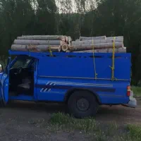 خرید قلمه سوید چنار چوب خشک|خدمات باغبانی و درختکاری|کوراییم, |دیوار