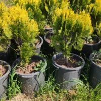 کامیس زعفرانی