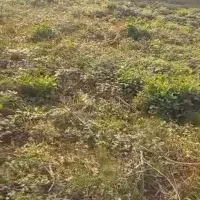 ۶۳۶ متر زمین در روستای کفترود