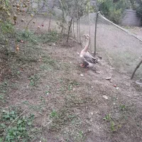 یک جفت قوغاز|حیوانات مزرعه|رودسر, |دیوار