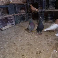 کبوتر رنگی|پرنده|سبزوار, مدرس|دیوار