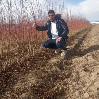 نهالستان ایران نهال|خدمات باغبانی و درختکاری|میاندوآب, |دیوار