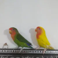 یک جفت طوطی برزیلی تخم گذار یک سال سالم