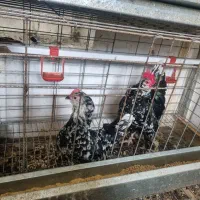 مرغ وخروس برهماامپراطور اصل|حیوانات مزرعه|رزن, |دیوار