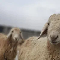 پخش دام زنده مولودی