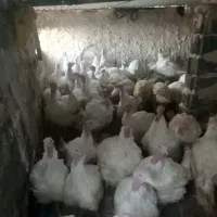 بوقلمون  لطفا۰۹۹۰درصورت۵۶۳تماس۷۸منتظر۵۰|حیوانات مزرعه|بیرجند, |دیوار