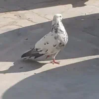 کبوتر گم شده|حیوانات|برخوار, |دیوار