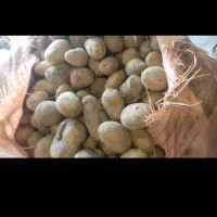 سیب زمینی قارچ شده