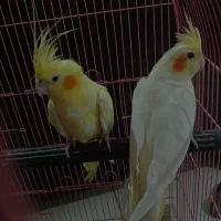 عروس هلندی|پرنده|میناب, |دیوار