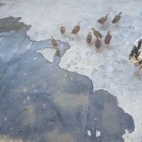 جوجه گلین لری اصل تاج اره ای قلم سبز  یکماه