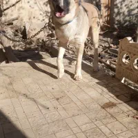 سگ سراب ۹ماهه فی ۱۲میلیون|سگ|ماهدشت, |دیوار