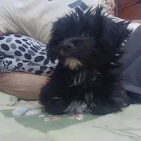 واگذاری شیتزو پامر|سگ|پاکدشت, پاکدشت (مامازند)|دیوار