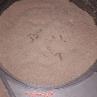 کرم میلورم به همراه ظرف نگهداری|خزنده|یزد, |دیوار