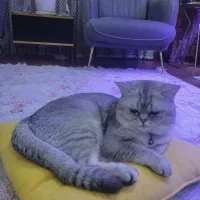 گربه بریتیش نر|گربه|زنجان, |دیوار