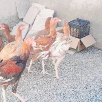 مرغ خروس|حیوانات مزرعه|کرباسک, |دیوار