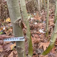 فروش نهال چنار|خدمات باغبانی و درختکاری|کردکوی, |دیوار