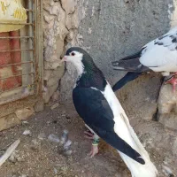 چپ سیاه نرشقه 750|پرنده|بجنورد, |دیوار