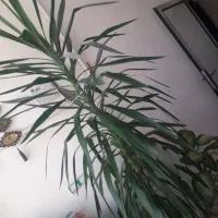 گل تزئینی دیفن‌..نخل|گل و گیاه طبیعی|گوآور, |دیوار