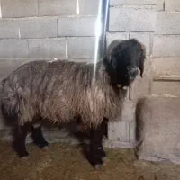 فروش قوچ داشتی|حیوانات مزرعه|منج, |دیوار